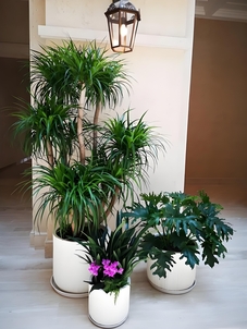 超赞前湾绿化修剪服务，究竟好在哪？速看！